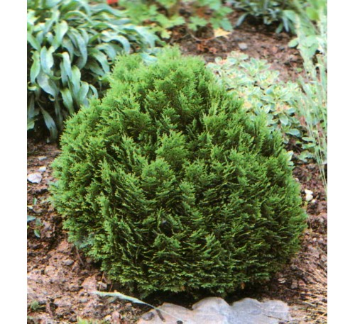 Кипарисовик Лавсона Минима Глаука (Minima Glauca) С2